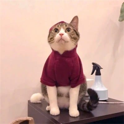 سعد شکیل avatar